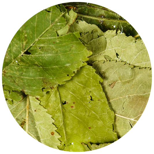 Appelbladeren voor konijnen — 150 g gedroogd blad met steeltjes